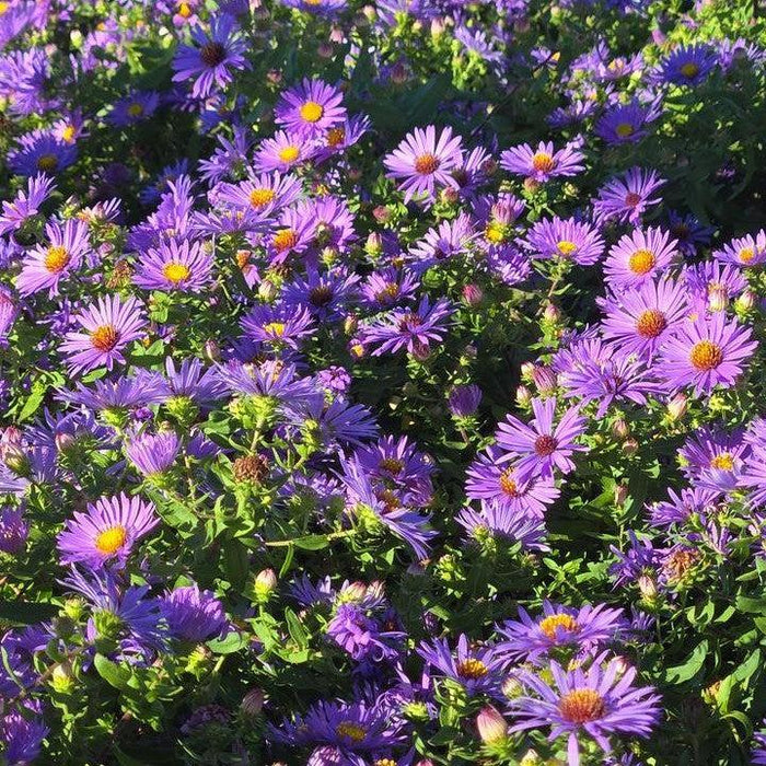 Aster, Twilight Sky Aromatic Aster