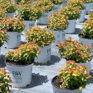 Spirea, Double Play® Candy Corn® Spirea