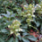 Hellebore, Ivory Prince Lenten Rose