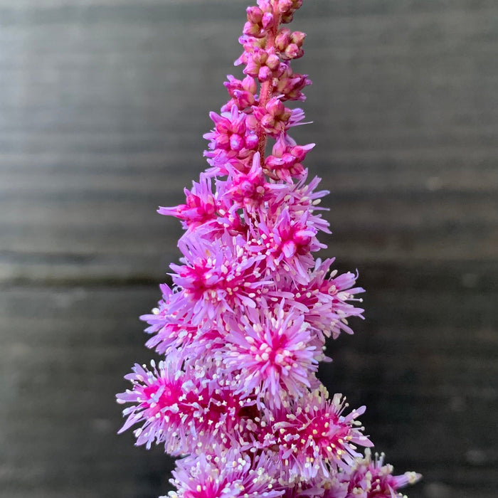 Astilbe, Dark Side of the Moon Astilbe