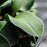 Hosta, Blue Mouse Ears Hosta