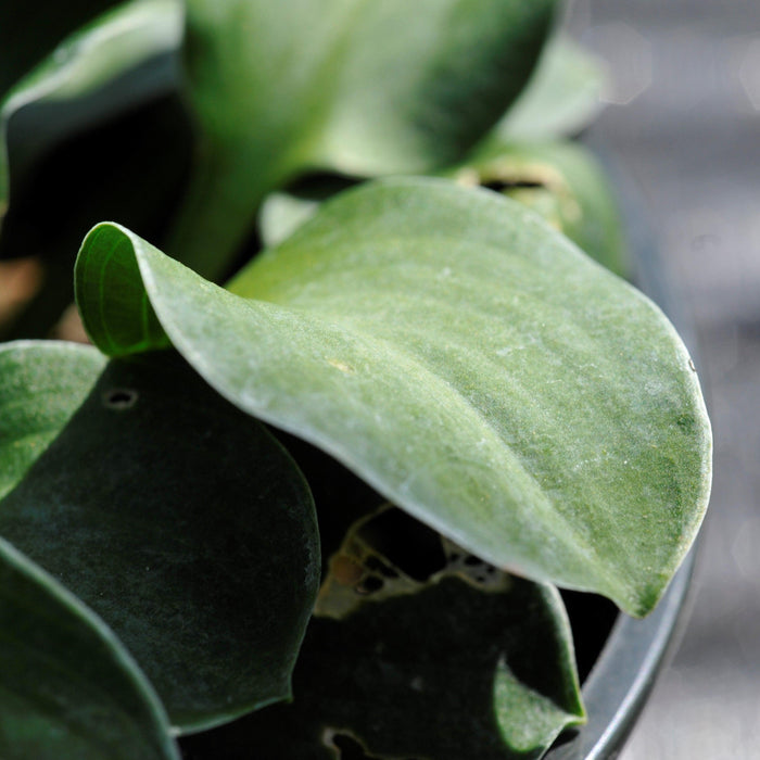 Hosta, Blue Mouse Ears Hosta