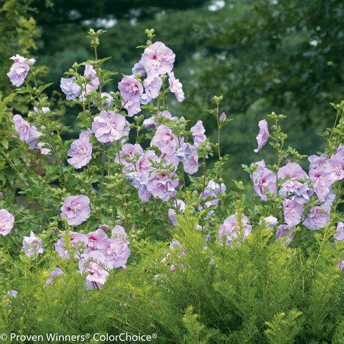 Hibiscus, Lavender Chiffon® Rose of Sharon