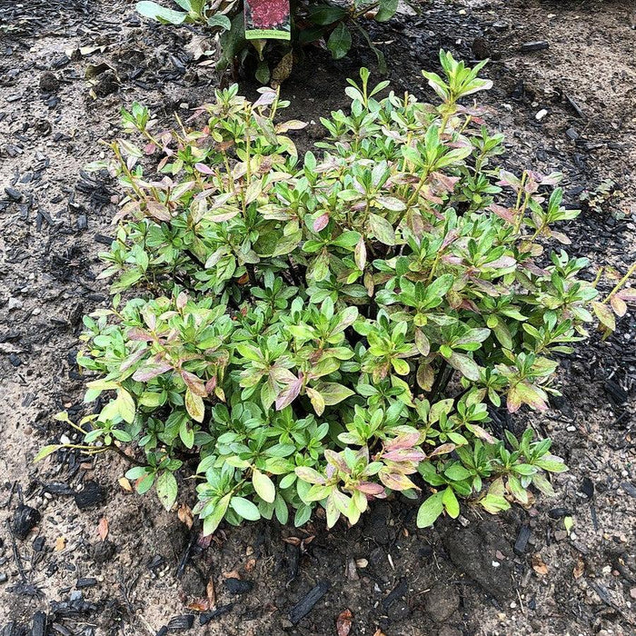 Azalea, Girard's Fuchsia Azalea