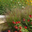 Grass, Prairie Winds® Cheyenne Sky Switch Grass