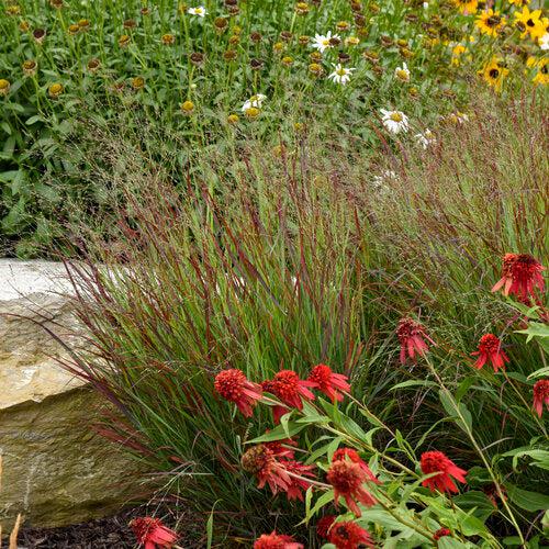 Grass, Prairie Winds® Cheyenne Sky Switch Grass