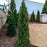 Arborvitae, Emerald Green Arborvitae