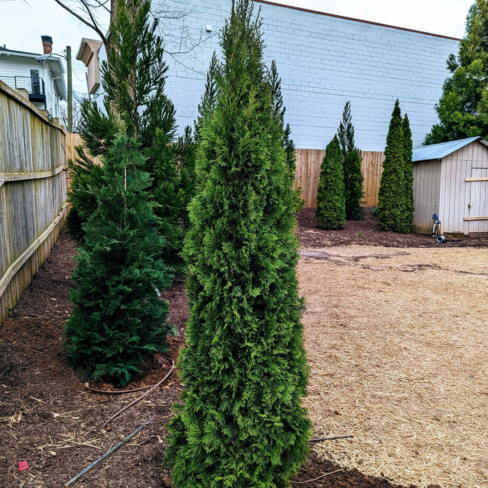Arborvitae, Emerald Green Arborvitae