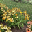 Coneflower, Artisan™ Yellow Ombre Coneflower