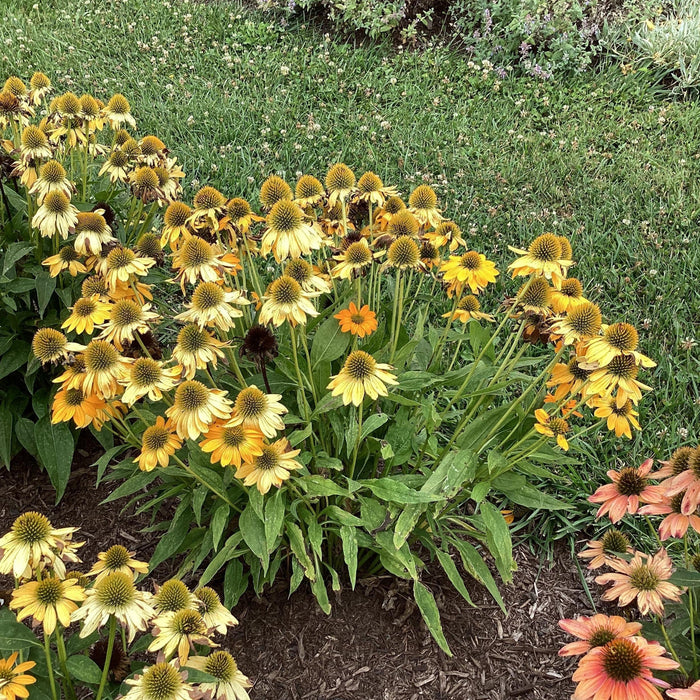Coneflower, Artisan™ Yellow Ombre Coneflower