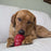 KONG Liver Easy Treat for Dogs