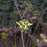 Xanthorhiza simplicissima  - Yellowroot