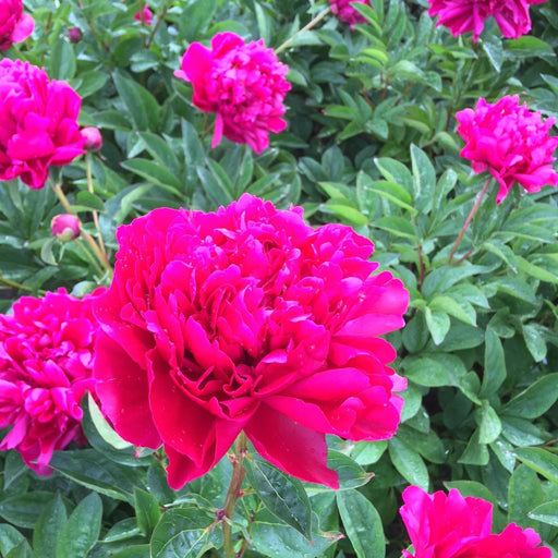 Peony, Lady In Red Peony