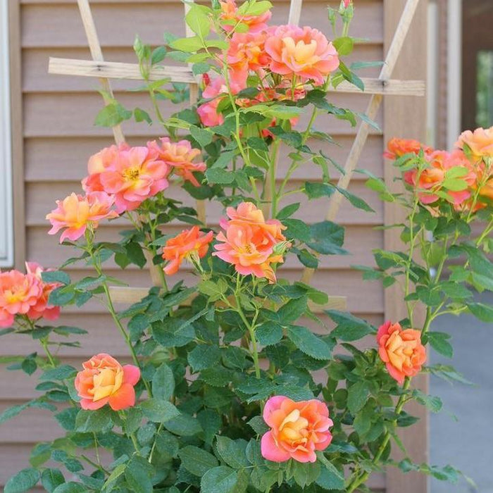 Rose, Rise Up® Emberays® Climbing Rose