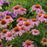Coneflower, Prairie Splendor Echinacea
