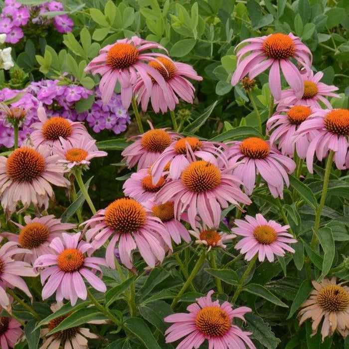 Coneflower, Prairie Splendor Echinacea