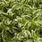 Honeysuckle, Cool Splash® Honeysuckle
