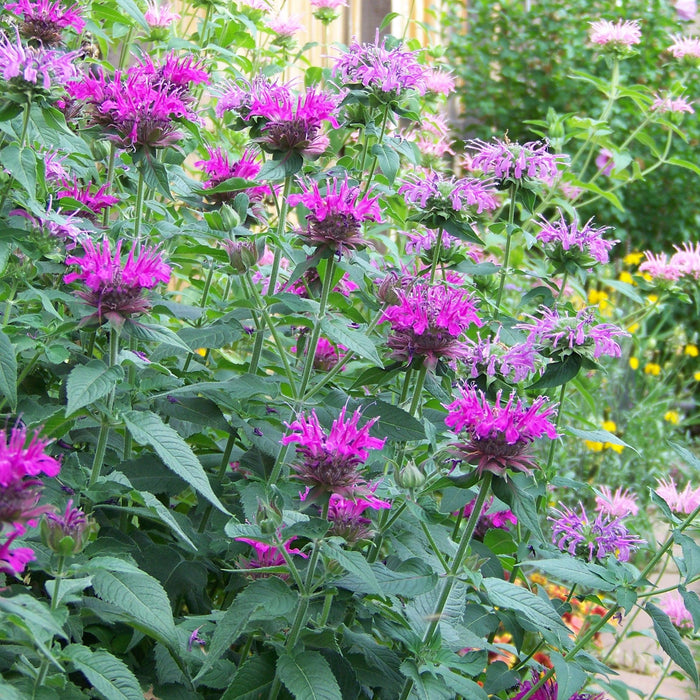 Bee Balm, Rockin' Raspberry Bee Balm
