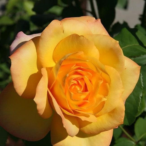 Rose, Gold Medal