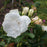 Rose, Blanc Double De Coubert Rose