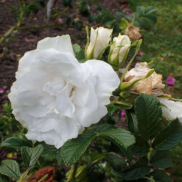 Rose, Blanc Double De Coubert Rose