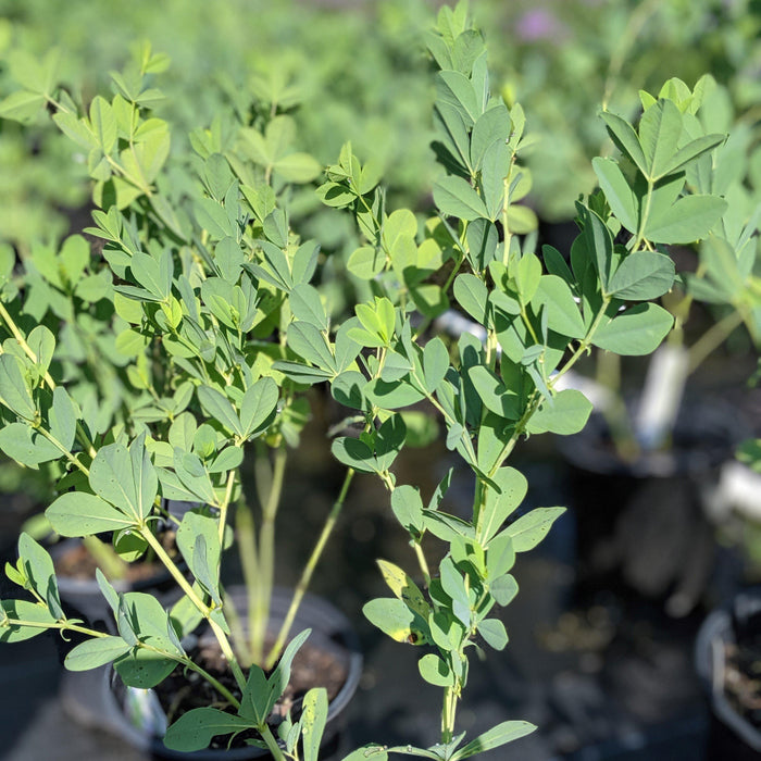 Baptisia, Blue False Indigo