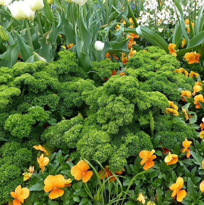 Parsley, Triple Curled Parsley