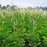 Cohosh, Black Cohosh