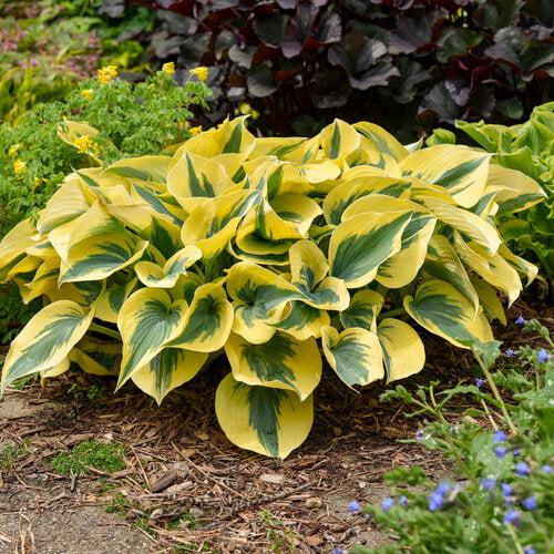 Hosta, PW® Shadowland® Autumn Frost Hosta