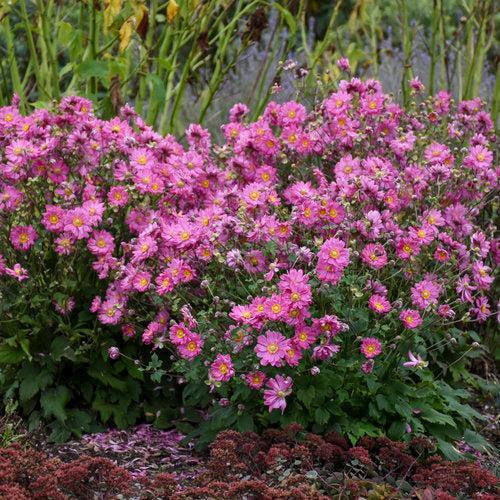 Anemone, PW® Fall in Love® Sweetly Anemone