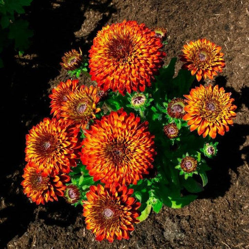 Black Eyed Susan, Solar Sisters™ Black-Eyed Susan