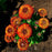 Black Eyed Susan, Solar Sisters™ Black-Eyed Susan