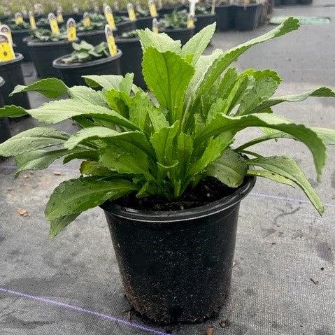 Shasta Daisy, Becky Shasta Daisy