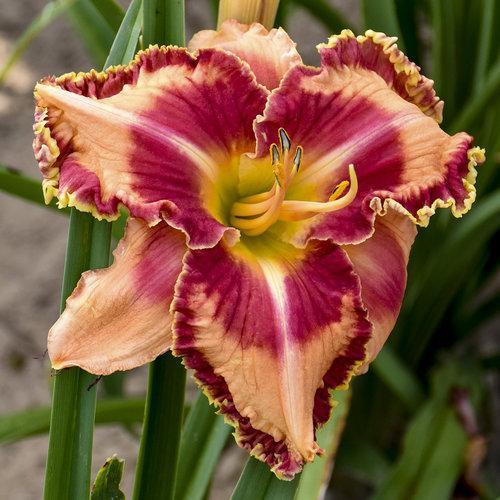 Daylily, Rainbow Rhythm® Lake of Fire Daylily