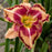 Daylily, Rainbow Rhythm® Lake of Fire Daylily