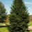 Fir, Balsam Fir