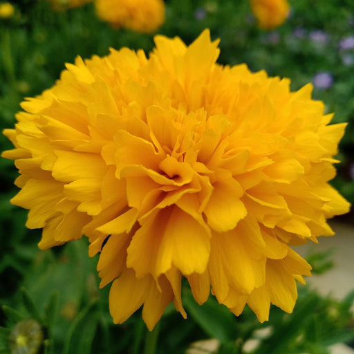 Tickseed, Solanna™ Golden Sphere Tickseed