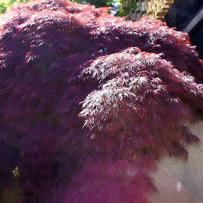 Maple, Crimson Queen Japanese Maple
