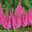 Astilbe, You And Me Always Astilbe