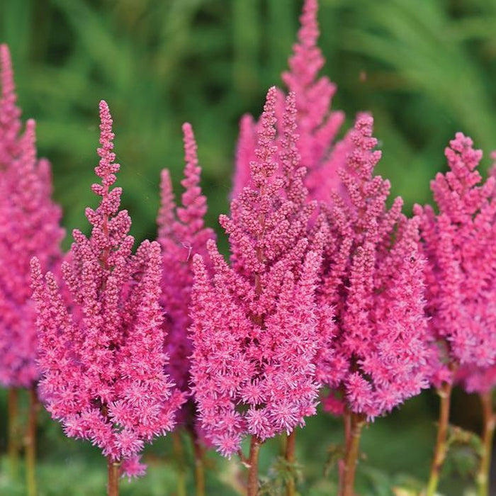 Astilbe, You And Me Always Astilbe