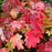 Hydrangea quercifolia 'Bocotoso'  - Bloomin' Easy® Toy Soldier™ Oakleaf Hydrangea