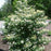 Viburnum plicatum var. tomentosum 'Summer Snowflake'  - Summer Snowflake Viburnum