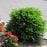 Boxwood, Green Velvet Boxwood