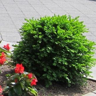 Boxwood, Green Velvet Boxwood