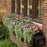 Fern, PW® Crested Japanese Painted Fern