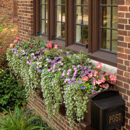 Fern, PW® Crested Japanese Painted Fern