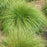 Grass, Prairie Dropseed