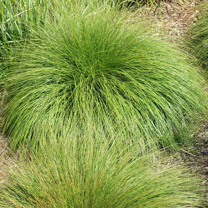 Grass, Prairie Dropseed