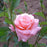 Rose, Queen Elizabeth Grandiflora Rose