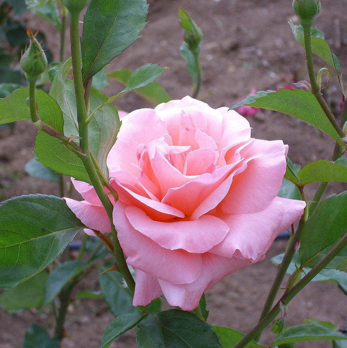 Rose, Queen Elizabeth Grandiflora Rose
